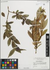 Foto von Salix pentandra L.